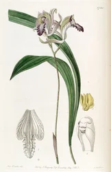 Bletia reflexa